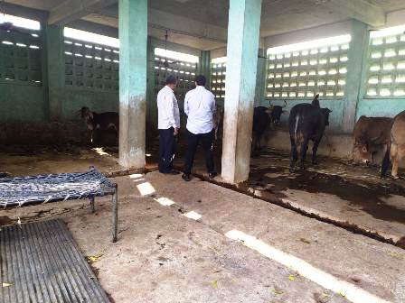 10 feb 2020 cow death