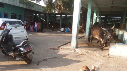 14 jan 2019 gowshala