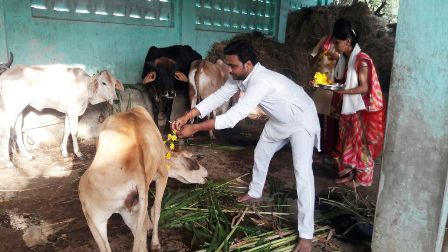 19th Mar 2017 - Gau Mox Yagna