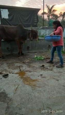 24 feb 2019 gowshala