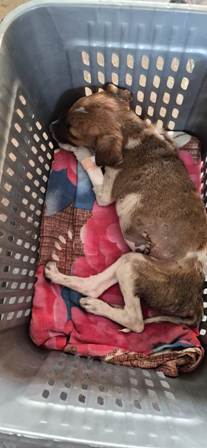 11th Dec 25 - Dog Shelter visit