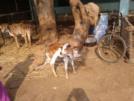 Nari Gruh Banas Gaushala Visit-2015